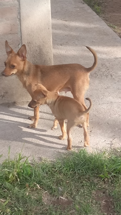 Guarderia de perros Parque Minola
