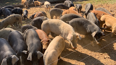 La Ferme de Dront (Boutique) à Anost