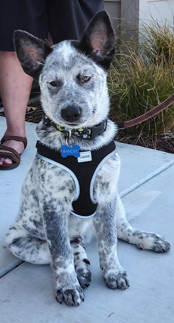 Doolittle Pet Hospital