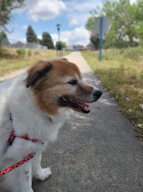 Happy Tails - Photo 9 - Car repair in , Aurora