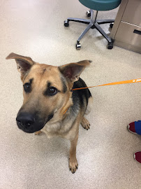 Memorial Road Pet Hospital - Photo 8 - Car repair in Edmond, OK, Oklahoma City