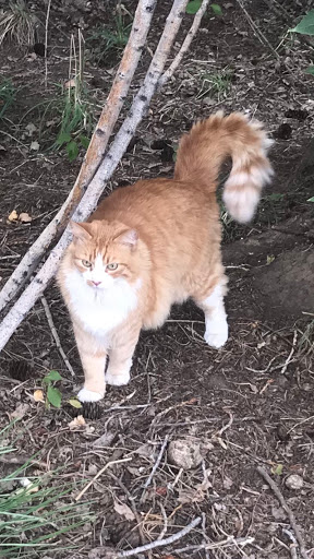 Equine Sports Medicine and Dentistry