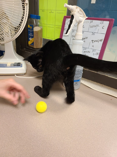 Non-Profit Organization «Heartland Humane Society», reviews and photos, 398 SW Twin Oaks Cir, Corvallis, OR 97333, USA