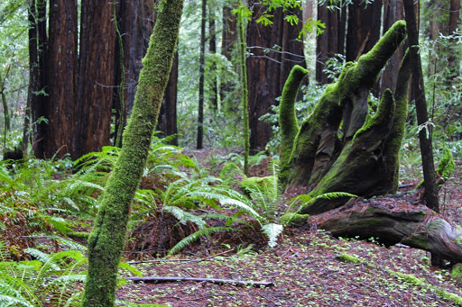 Clothing Store «Sonoma Outfitters», reviews and photos, 2412 Magowan Dr, Santa Rosa, CA 95405, USA