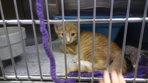 Pet Supply Store «PetSmart», reviews and photos, 10830 Olson Dr, Rancho Cordova, CA 95670, USA