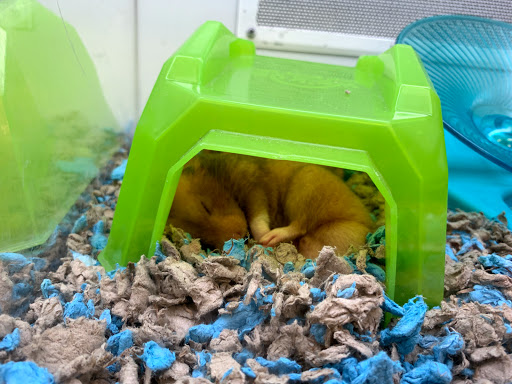 Pet Supply Store «Petco Animal Supplies», reviews and photos, 975 NW Gilman Blvd E, Issaquah, WA 98027, USA