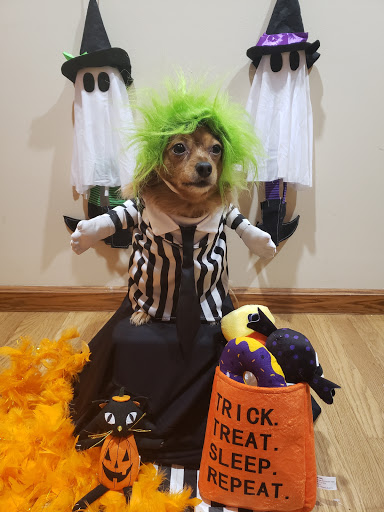 Pet Supply Store «PetSmart», reviews and photos, 8210 Macedonia Commons Blvd #10, Macedonia, OH 44056, USA