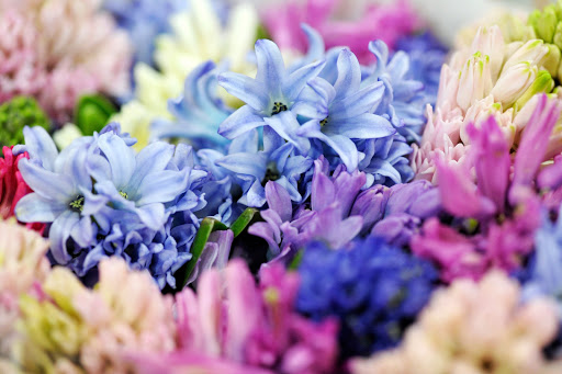 Florist «Axelrod Flowers», reviews and photos, 4429 Whitaker Ave, Philadelphia, PA 19120, USA