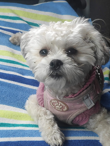 Pet Supply Store «PetSmart», reviews and photos, 4120 E 4th St, Ontario, CA 91764, USA