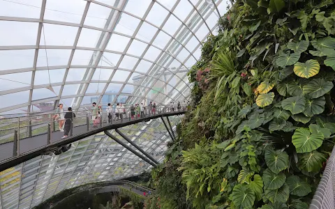 Cloud Forest image
