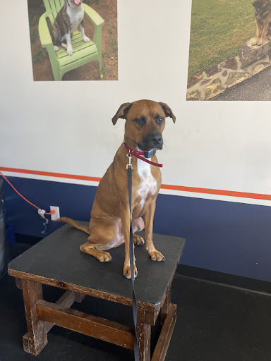 Dog Trainer «Off Leash K9 Training, Charlottesville», reviews and photos, 8782 Seminole Trail, Ruckersville, VA 22968, USA