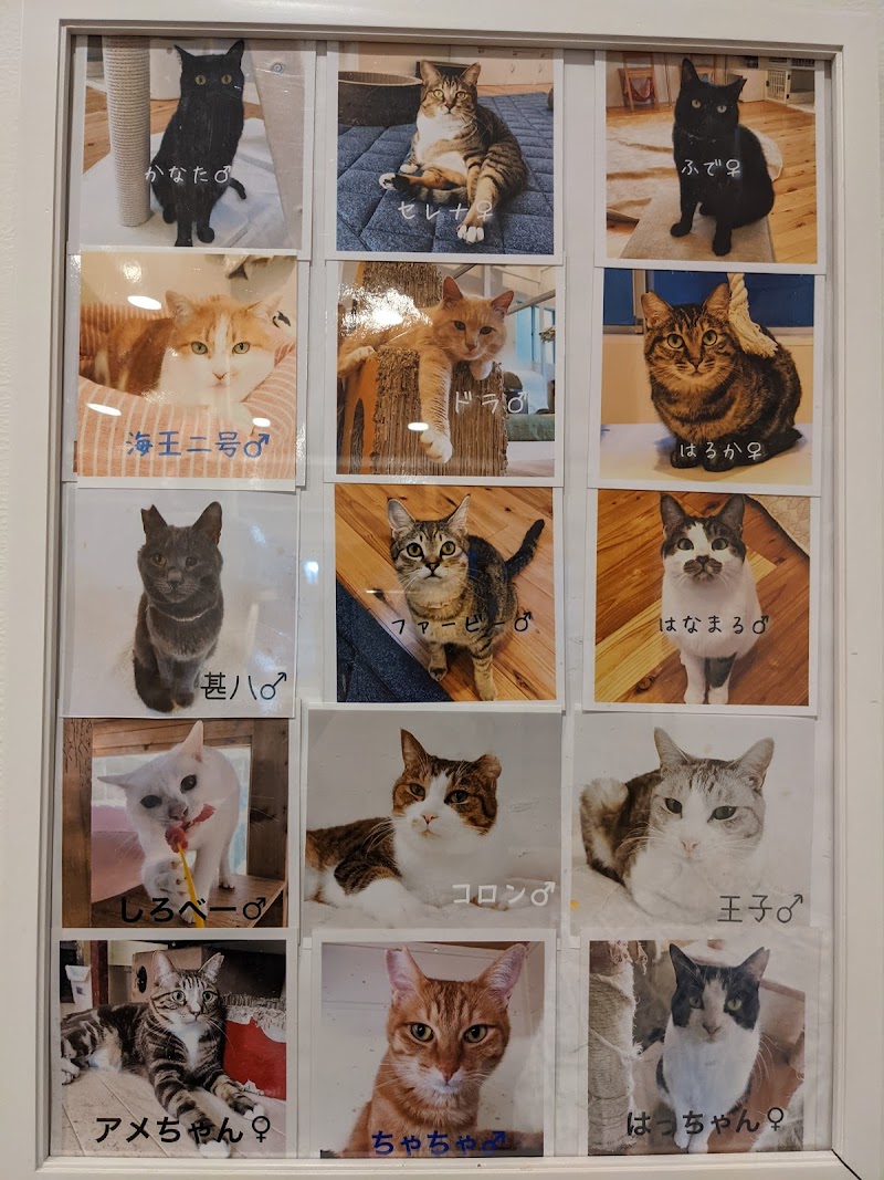 里親募集型保護猫ふれあいサロンohana 福島県いわき市常磐湯本町天王崎 ペット里親サービス グルコミ