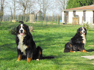pension canine et féline et éducation du haras du breil à Brécé