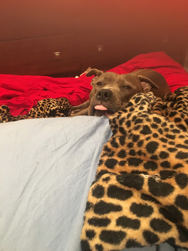 Pet Supply Store «Petco Animal Supplies», reviews and photos, 1591 Sloat Blvd, San Francisco, CA 94132, USA