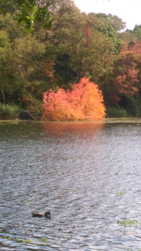 Park «Mansfield Park», reviews and photos, 85 Walker St, Massapequa Park, NY 11762, USA