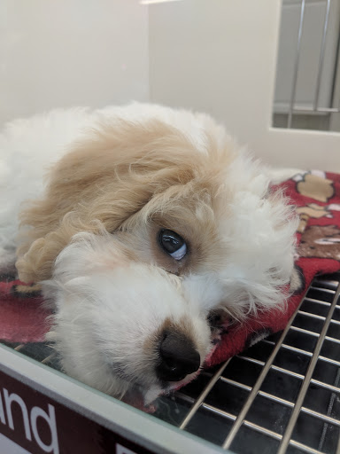 Pet Store «Petland Montgomery», reviews and photos, 7127 Eastchase Pkwy, Montgomery, AL 36117, USA