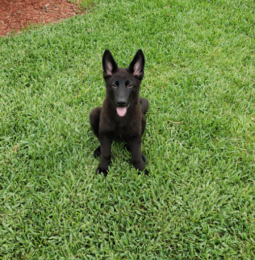 Pet Store «Pets Around the World», reviews and photos, 3260 W New Haven Ave B, West Melbourne, FL 32904, USA