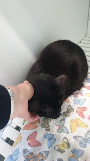 Pensioni per cani e dog hotel a Al Gatto Blu Pensione Gatti