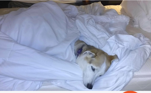 Pet Supply Store «PetSmart», reviews and photos, 11835 Retail Dr, Wake Forest, NC 27587, USA