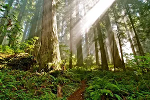 Del Norte Coast Redwoods State Park image