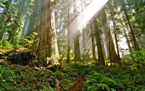 Del Norte Coast Redwoods State Park image