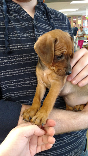 Pet Store «Hendersonville Pet Shop», reviews and photos, 1400 Spartanburg Hwy, Hendersonville, NC 28792, USA