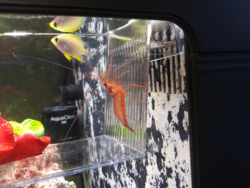 Pet Supply Store «Pet Supplies Plus», reviews and photos, 738 U.S. 9, Fishkill, NY 12524, USA