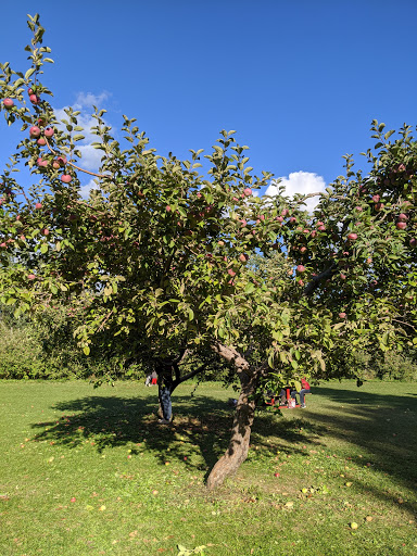 Log Cabin Orchard, open for apple picking