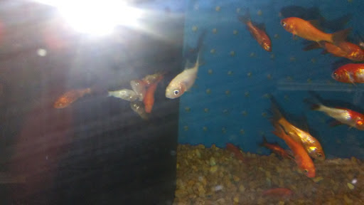 Pet Supply Store «Pet Supermarket», reviews and photos, 11160 Panama City Beach Pkwy #402, Panama City Beach, FL 32407, USA