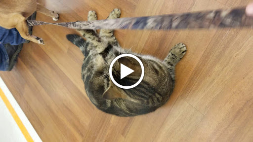 Hardware Store «Aubuchon Hardware», reviews and photos, 83 Moosehead Trail, Newport, ME 04953, USA