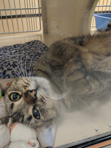 Pet Supply Store «PetSmart», reviews and photos, 1013 W University Ave, Georgetown, TX 78628, USA