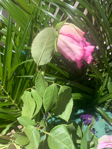 Florist «Floral Concepts», reviews and photos, 11261 Richmond Ave G109, Houston, TX 77082, USA