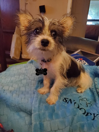 Pet Groomer «U Dirty Dog», reviews and photos, 232 Stevens Entry, Peachtree City, GA 30269, USA