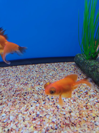 Pet Supply Store «Petco Animal Supplies», reviews and photos, 921 Harley Strickland Blvd, Orange City, FL 32763, USA