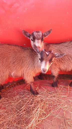 Home Improvement Store «Tractor Supply Co.», reviews and photos, 801 I-35, Georgetown, TX 78626, USA