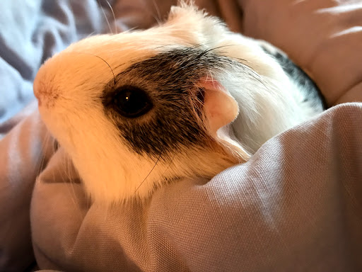 Adobe Animal Hospital image