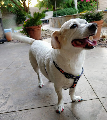 Pet Supply Store «PetSmart», reviews and photos, 44425 Town Center Way a, Palm Desert, CA 92260, USA