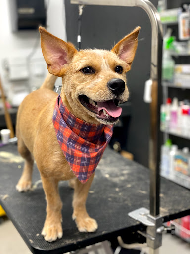 Pet Supply Store «Big Tex Feed & Pet Supply», reviews and photos, 7102 Cullen Blvd, Houston, TX 77021, USA