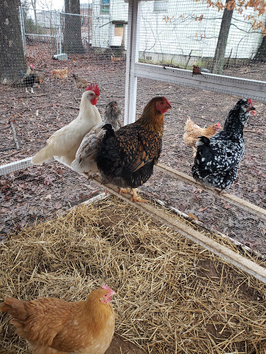 Home Improvement Store «Tractor Supply Co.», reviews and photos, 5387 Scottsville Rd, Bowling Green, KY 42104, USA