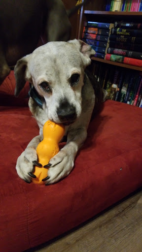 Pet Supply Store «Fetch Pet Supplies & Gifts», reviews and photos, 1332 E Republic Rd, Springfield, MO 65804, USA