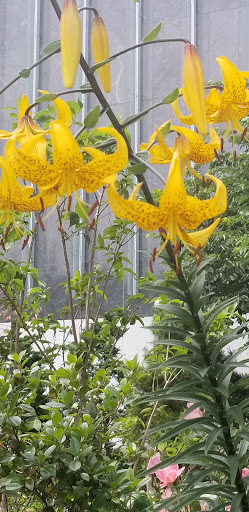 Tourist Attraction «Chinatown Gate», reviews and photos, John F Fitzgerald Surface Rd, Boston, MA 02111, USA