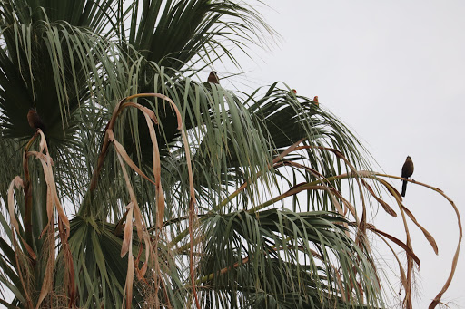 Park «Granada Park», reviews and photos, 6505 N 20th St, Phoenix, AZ 85016, USA