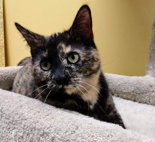 Pet Supply Store «PetSmart», reviews and photos, 8287 W Golf Rd, Niles, IL 60714, USA