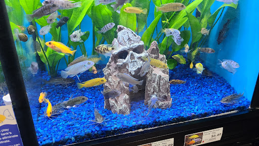 Pet Store «Pet Supermarket, Inc.», reviews and photos, 2446 N University Dr, Coral Springs, FL 33065, USA