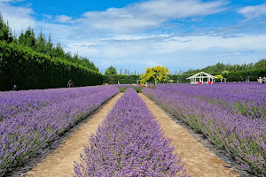 Christchurch Lavender