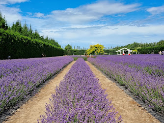 Christchurch Lavender