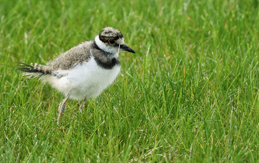 Park «Guardian Park», reviews and photos, Hartshorne Dr, Sandy Hook, NJ 07732, USA