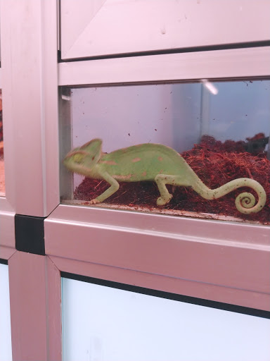 Pet Supply Store «Pet Supermarket», reviews and photos, 7201 Lake Worth Rd, Lake Worth, FL 33463, USA