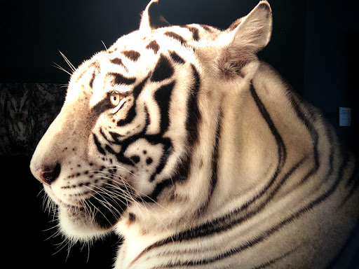 Ice Cream Shop «Gelateria 4D», reviews and photos, 670 Lincoln Rd Mall, Miami Beach, FL 33139, USA