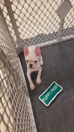 Pet Supply Store «Lil Rascals», reviews and photos, 10035 Gulf Center Dr #105, Fort Myers, FL 33913, USA